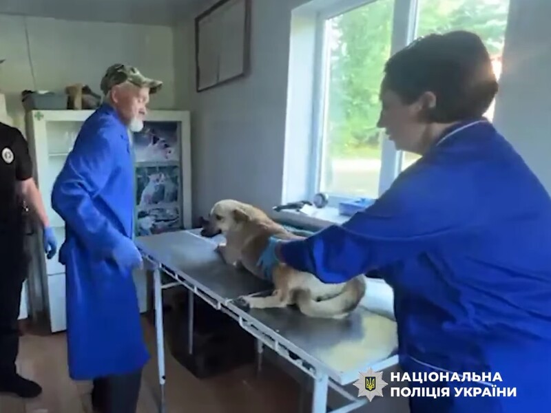 У Рівненській області чоловік кидав собаку, бо той з'їв його обід. Поліція показала тварину після знущань