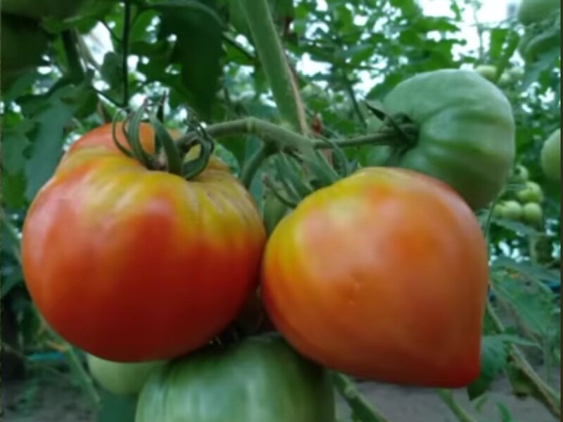 Якщо помітили жовті плями на помідорах – негайно зробіть це. Надійна порада