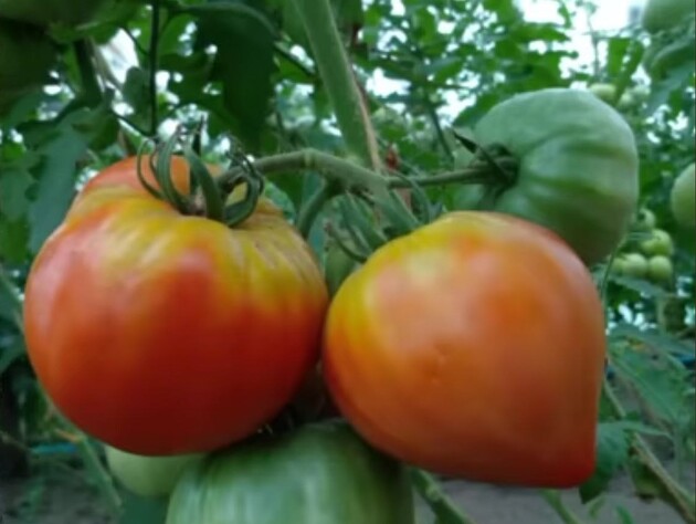 Якщо помітили жовті плями на помідорах – негайно зробіть це. Надійна порада