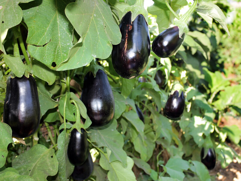 Без этой подкормки баклажаны будут медленно расти и дадут плохой урожай. Название действенного препарата