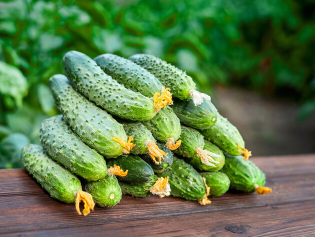 Если видите такие огурцы – не покупайте, они будут горчить. Что делать, чтобы улучшить их вкус