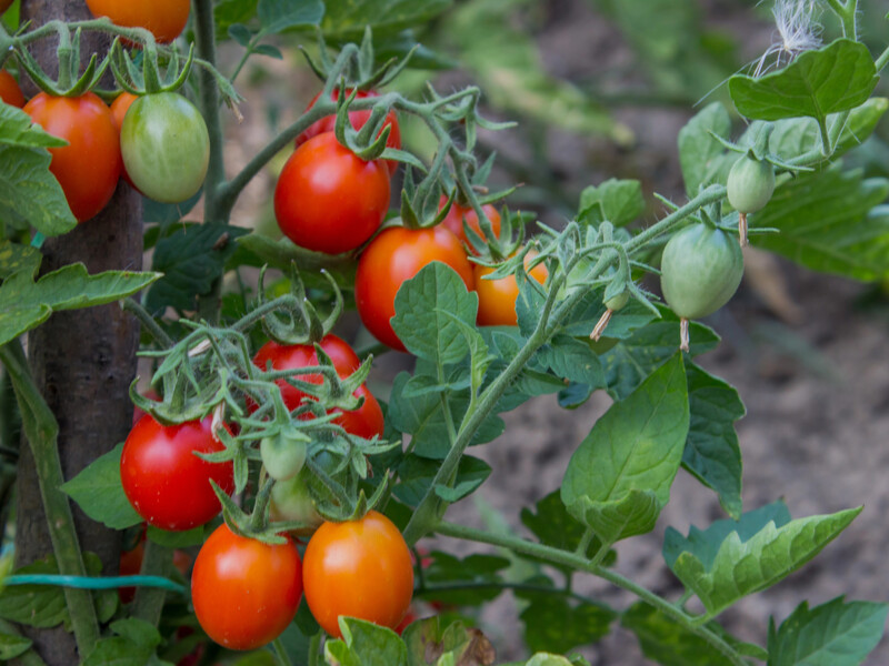 Прекратите делать это в июле с томатами, чтобы не потерять урожай. Огородник назвал опасное действие 