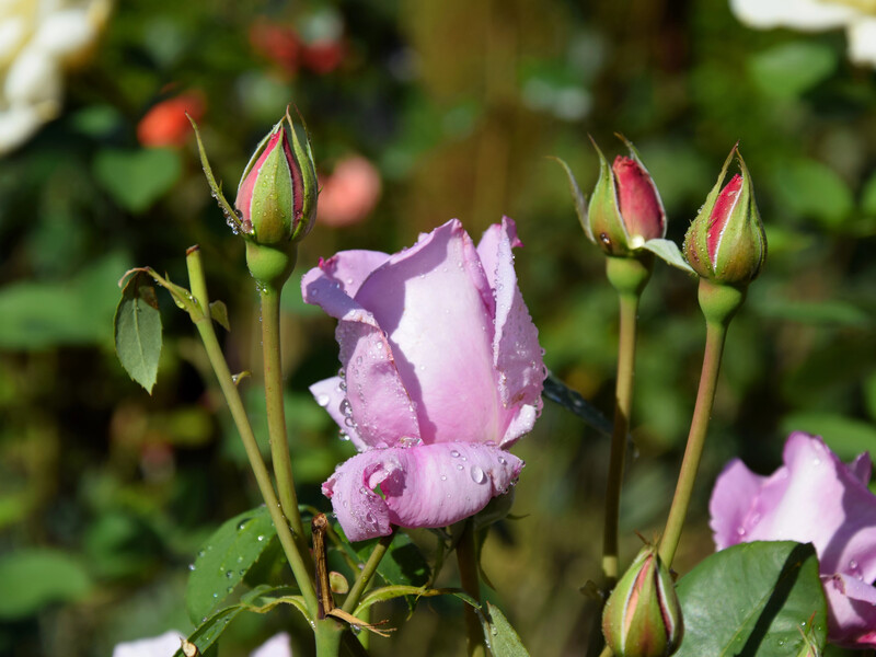 Всего одна обработка защитит розы сразу от трех заболеваний – тли, ржавчины и черной пятнистости. Рецепт