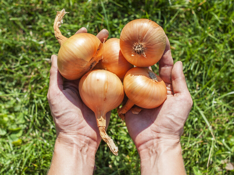 Опытный огородник рассказал, как спасает лук от дождей
