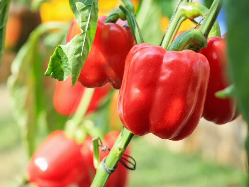 В конце июля посыпьте этим под каждым кустом – и соберете щедрый урожай сочных и мясистых перцев