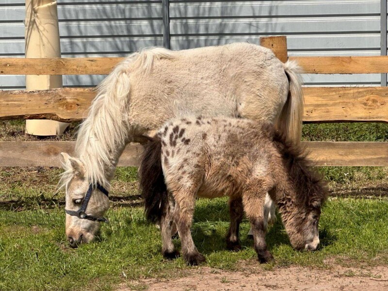 "Карамелла – это глаза Чубы". Пони, который ослеп из-за взрыва российского дрона, воссоединился с подругой. Фото