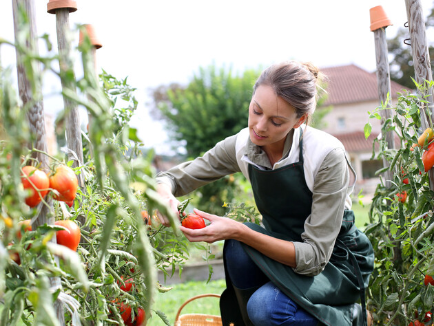 Прищипывание томатов обеспечит рекордный урожай. Опытные огородники объяснили, как его делать