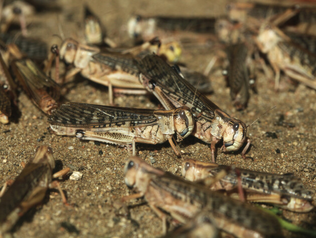 Нашествие саранчи в Украине – впервые за 30 лет. В двух регионах ввели особый режим