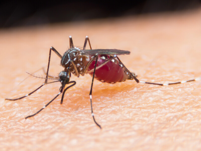 В Украину завезли тропическую малярию. В этом регионе это первый случай болезни за несколько лет