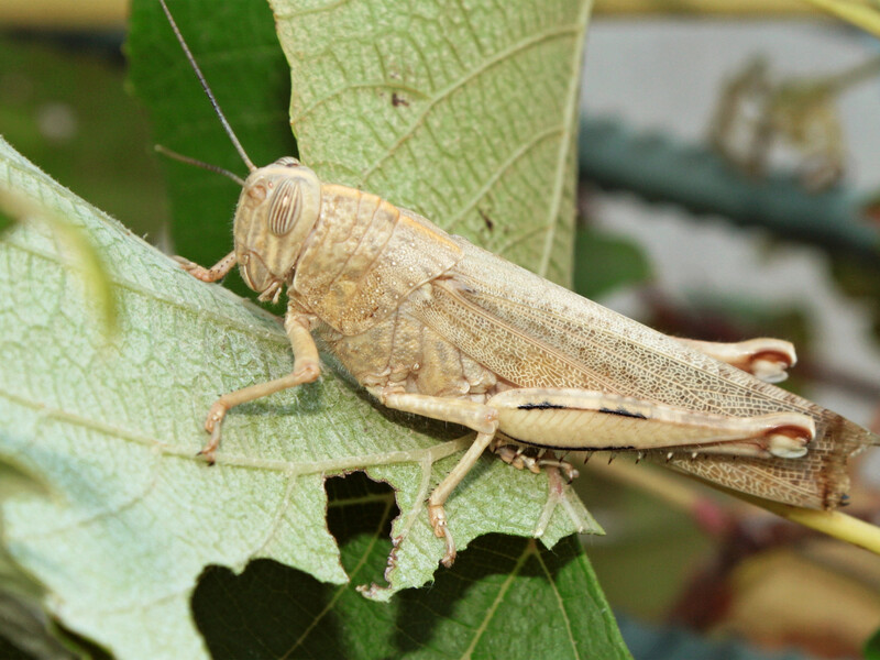 После этой обработки саранча погибнет. Названы инсектициды, которые защитят урожай от вредителя