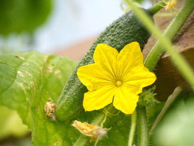 Чому з'являються пустоцвіти на огірках і що робити, щоб зв'язувалися плоди