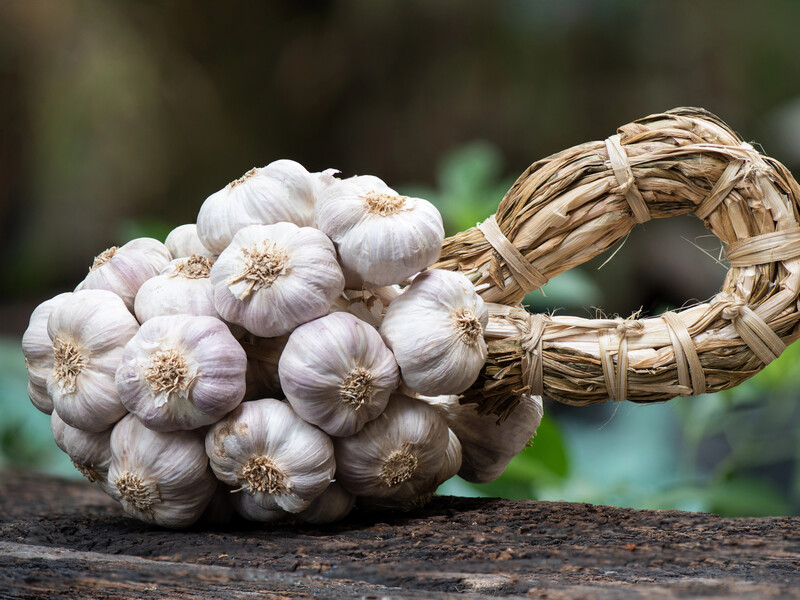 Когда выкапывать чеснок и как его сушить, чтобы сохранился свежим до весны