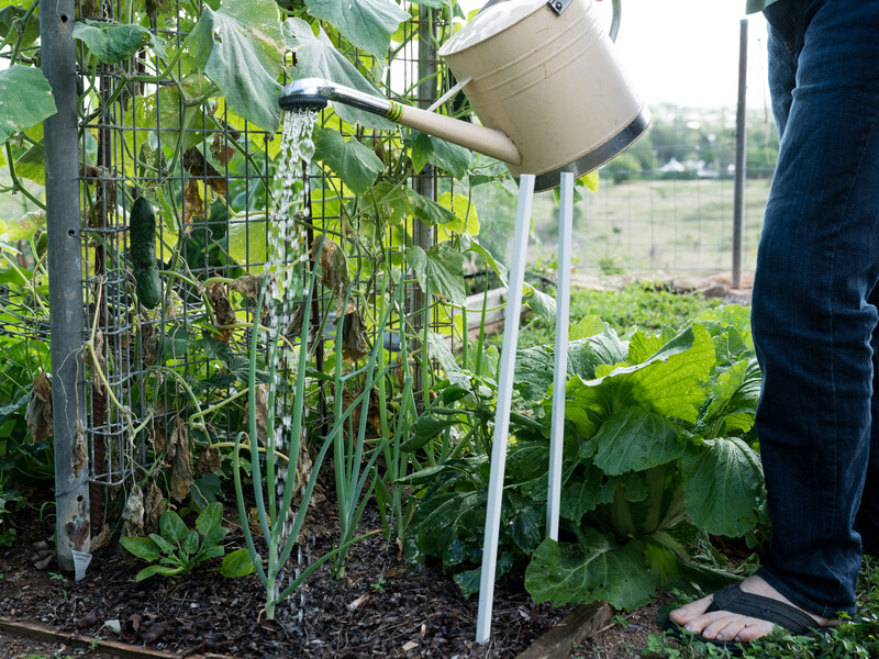 Если поливаете огурцы по-другому – это ошибка. Опытные огородники назвали точные пропорции воды