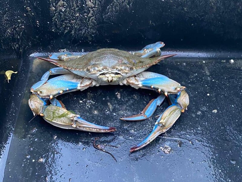 У Чорному морі виявили незвичайного синього краба. Який він має вигляд? Відео