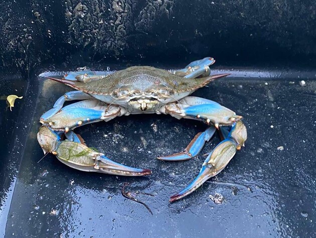 У Чорному морі виявили незвичайного синього краба. Який він має вигляд? Відео