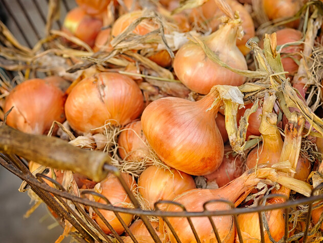 Городники, поки не побачать цього на бадиллі, цибулю прибирати не поспішають. Секрет, який збереже врожай до весни