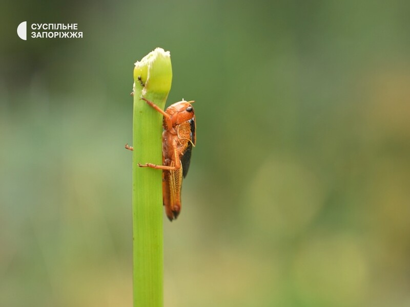 Нашествие саранчи в Украине. Как с ней бороться и какая ситуация в регионах?