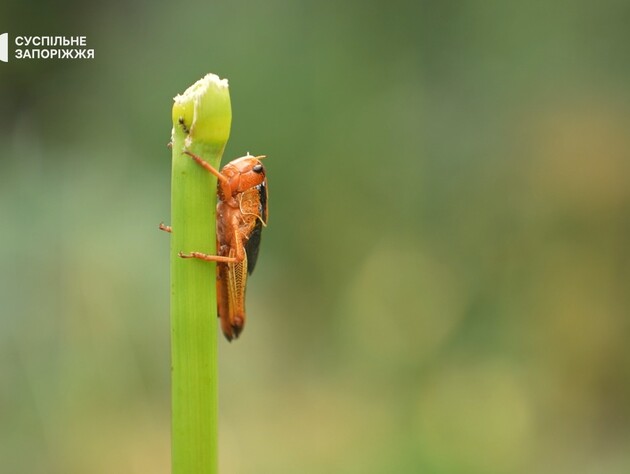 Нашестя сарани в Україні. Як із нею боротися і яка ситуація в регіонах?