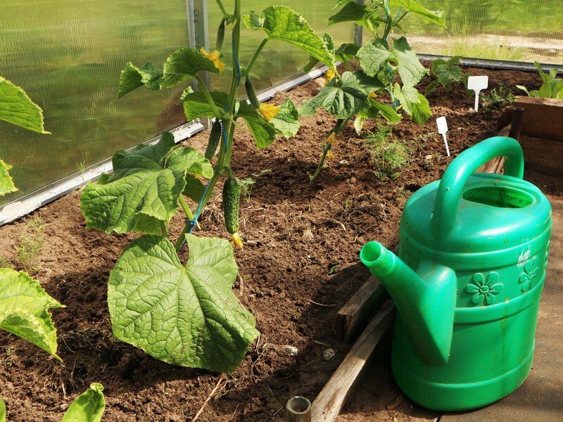 Три самых эффективных раствора для подкормки огурцов в жару. Сохраните, чтобы не потерять