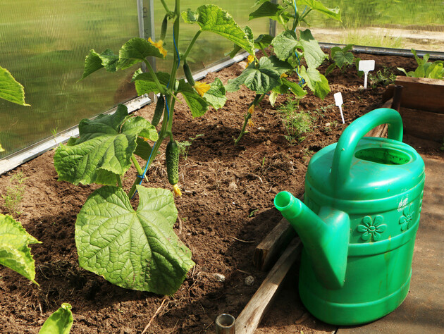 Три найефективніші розчини для підживлення огірків у спеку. Збережіть, щоб не загубити