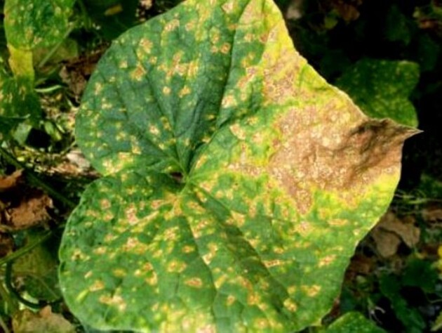 Если заметили желтые пятна на листьях огурца – обработайте этим, потому что потеряете урожай. Действенный метод