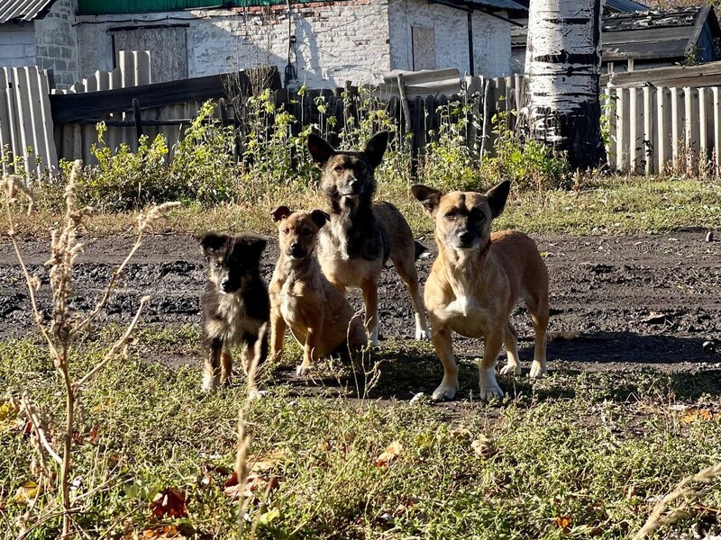 "Сталося дещо потворне". Евакуйованим із-під Покровська бабусям відмовили в заселенні через їхніх собак