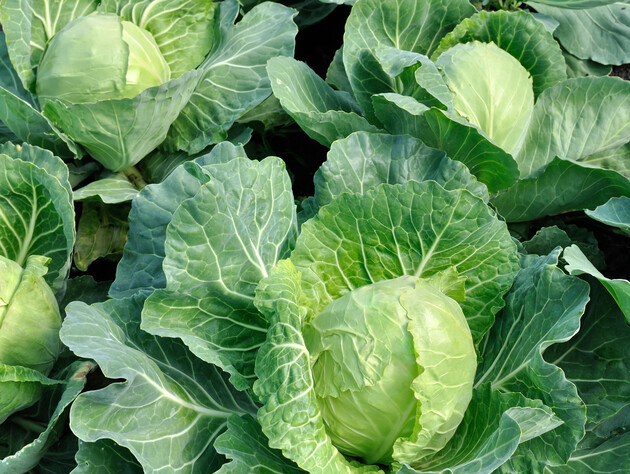 Змішайте ці два добрива – і капуста стрімко піде в ріст. Надійний спосіб