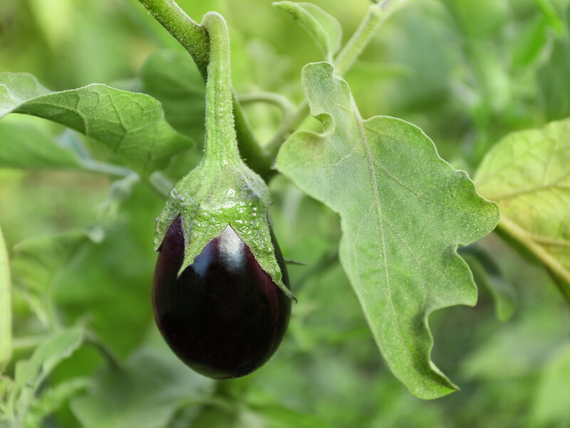 Растворите это в воде – и сохраните урожай. Чем обработать баклажаны от фузариозного увядания листьев