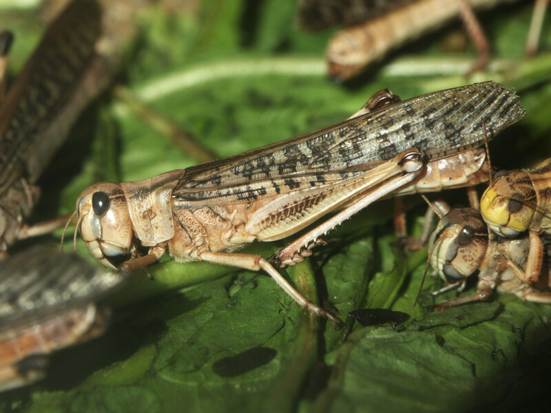Саранча не переносит это растение – посадите его на своем участке, чтобы защитить урожай от вредителей