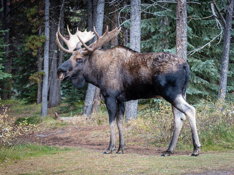 У США лось уже два місяці блокує популярний туристичний маршрут