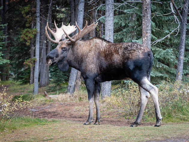 У США лось уже два місяці блокує популярний туристичний маршрут
