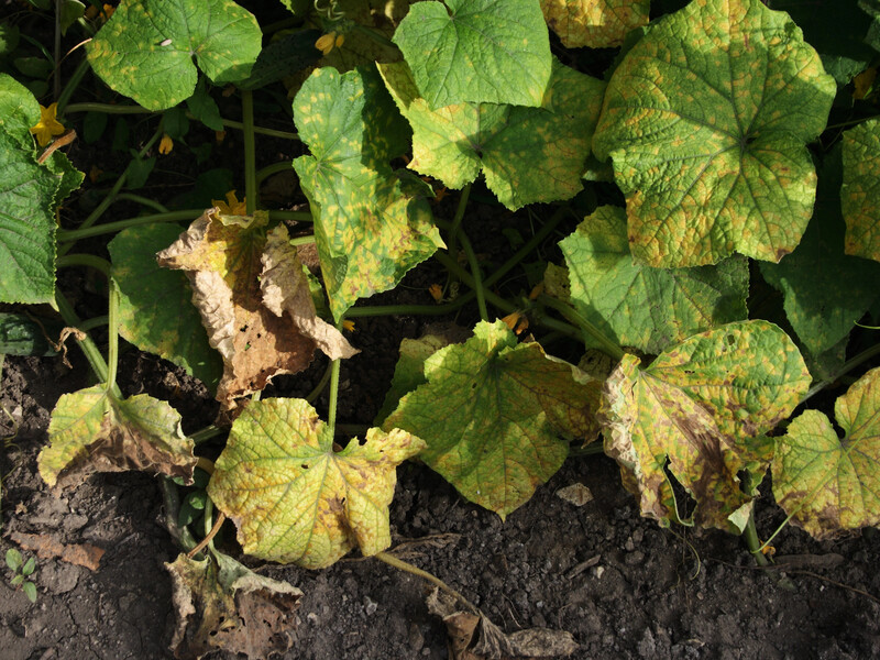 Если огурцы желтеют и сохнут – это не жара, а серьезное заболевание. Обработайте этим овощи