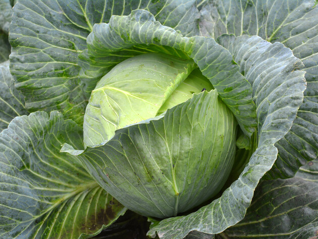 Якщо після цього терміну й далі підживлюватимете капусту – вона згниє. Городники попередили