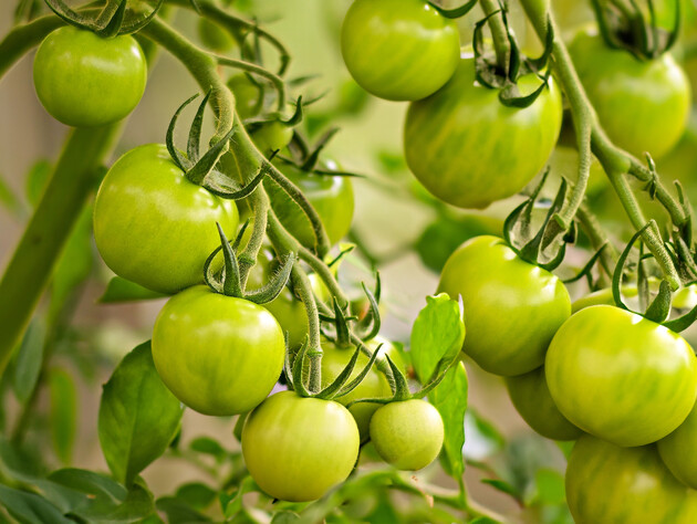 Якщо помідори не червоніють і дощі не припиняються – як прискорити дозрівання