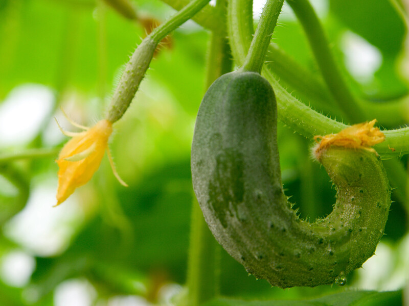 Почему огурцы вырастают в форме груши? Полейте этим – они станут вкусными и красивыми