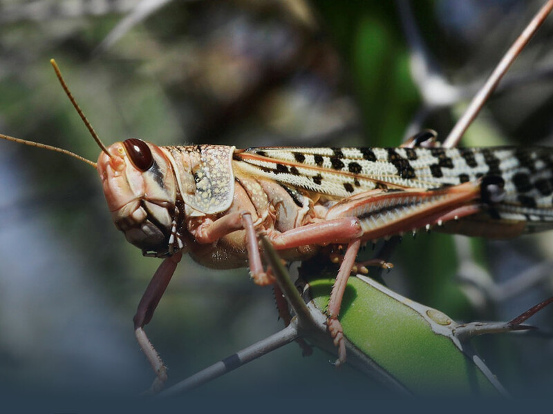 "Просто съесть?" Биолог оценил этот способ борьбы с саранчой