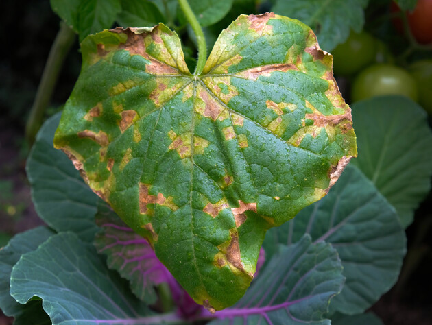Якщо листя огірків пожовтіло – терміново обприскайте цим настоєм