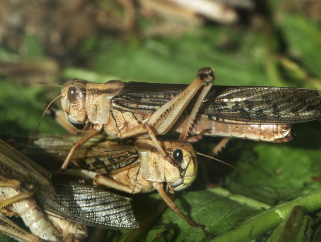За кілька годин знищує врожай площею із сотню футбольних полів. Що таке сарана й чому вона небезпечна