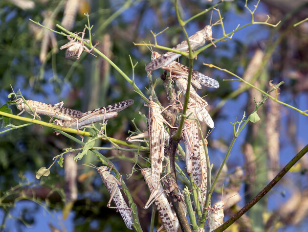 Названо найкращі препарати проти сарани