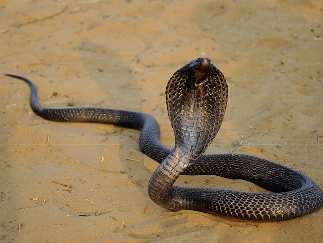 В Индии годовалый ребенок закусал кобру до смерти и выжил
