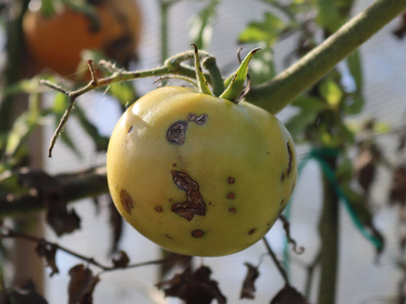 Если заметили такие пятна на помидорах – обработайте этим, потому что потеряете урожай. Надежный метод