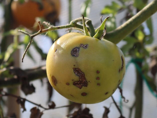 Якщо помітили такі плями на помідорах – обробіть цим, бо втратите врожай. Надійний метод