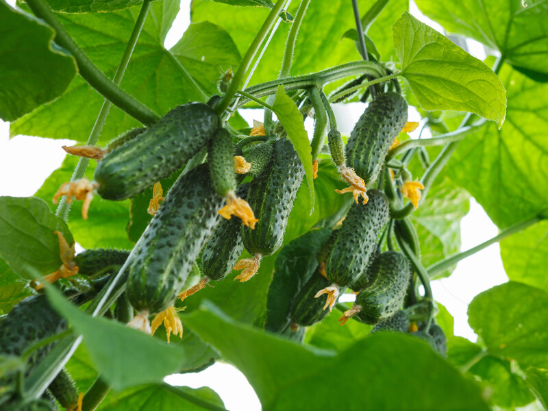 Если огурцы цветут, но плоды не завязываются – скорее сделайте это. Надежный способ