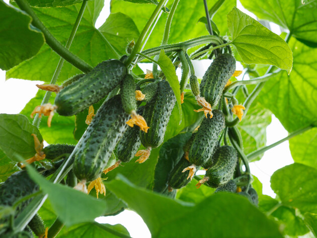 Если огурцы цветут, но плоды не завязываются – скорее сделайте это. Надежный способ