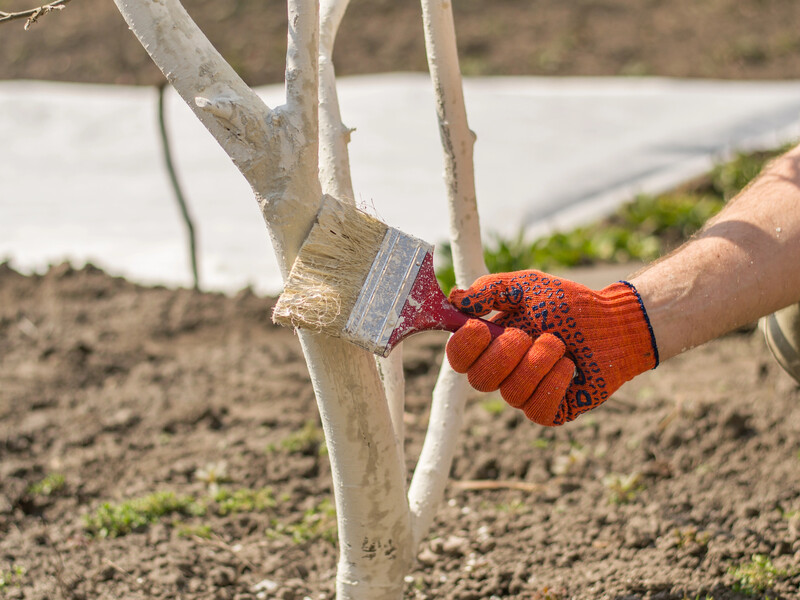 Досвідчені городники роблять це з деревами вже в серпні, щоб вони пережили зиму й ранню весну