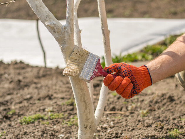 Опытные огородники делают это с деревьями уже в августе, чтобы они пережили зиму и раннюю весну