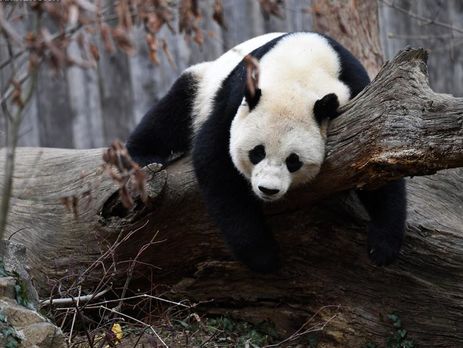 Рожденная в США панда Бао Бао переехала в Китай. Фоторепортаж