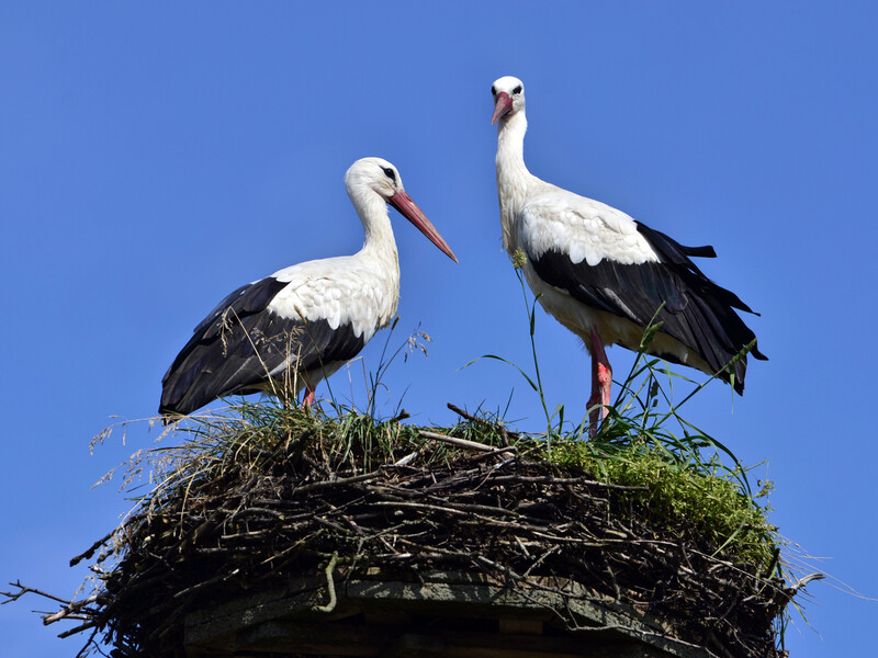 У Рівненській області відклали демонтаж радянського пам'ятника через птахів