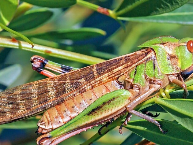 Сарана чи коник? Як відрізнити шкідника від корисної комахи