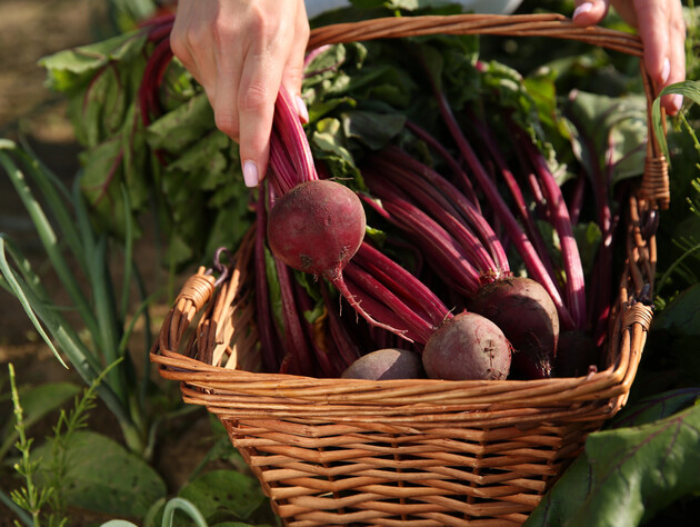 Побачили це на листі буряка – час викопувати. Як вчасно отримати стиглий і солодкий коренеплід